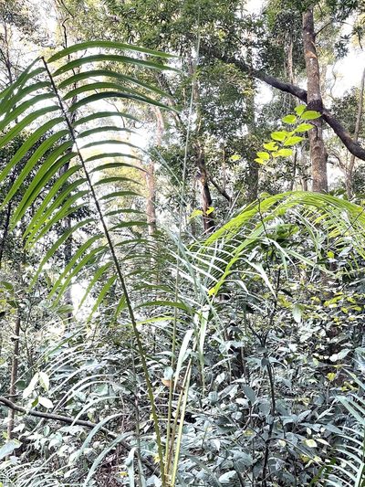 Calamus walkeri, photographed by Yj