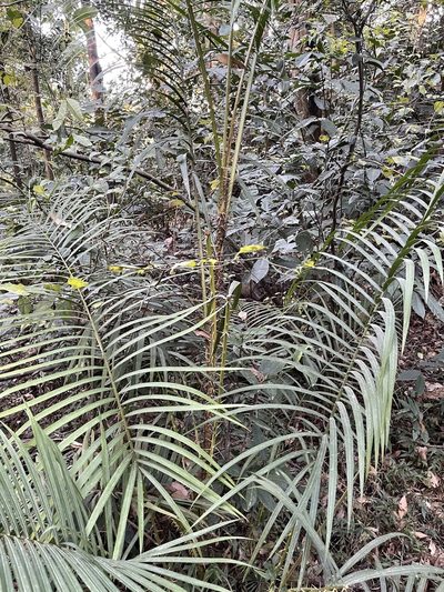 Calamus walkeri, photographed by Yj