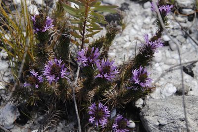 Merciera azurea, photographed by Tony Rebelo