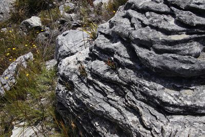 Penaea petraea, photographed by Tony Rebelo