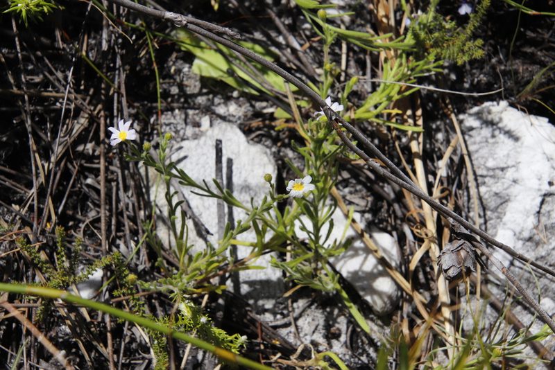 Zyrphelis foliosa, photographed by Tony Rebelo