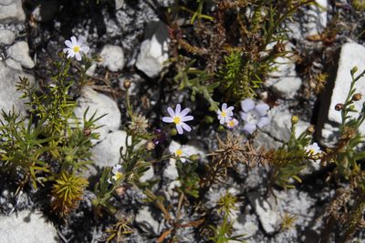 Zyrphelis foliosa, photographed by Tony Rebelo