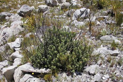 Osyris speciosa, photographed by Tony Rebelo