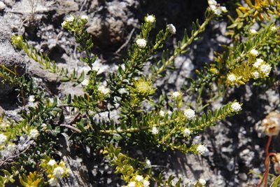 Phylica lasiocarpa, photographed by Tony Rebelo