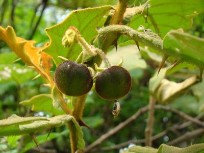 Solanum robustum, photographed by Jean-Paul Boerekamps