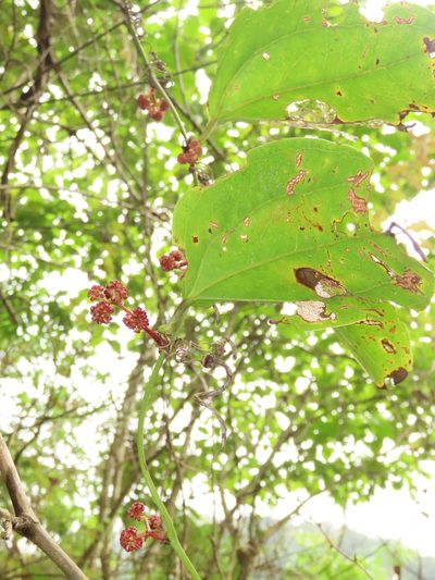 Smilax bracteata, photographed by chiuluan