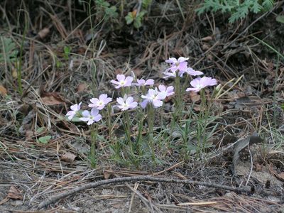 Phlox sibirica, photographed by Алексей Логинов