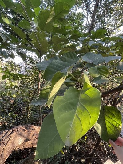 Endospermum chinense, photographed by Yj