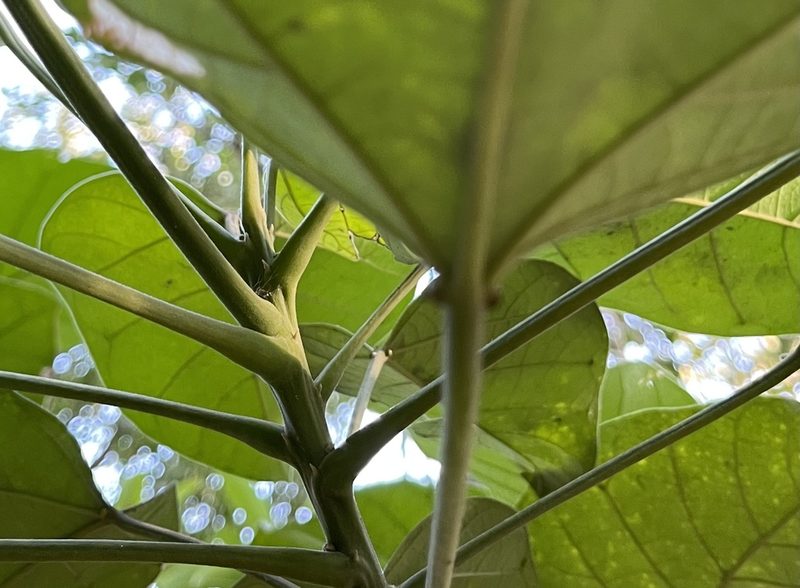 Endospermum chinense, photographed by Yj