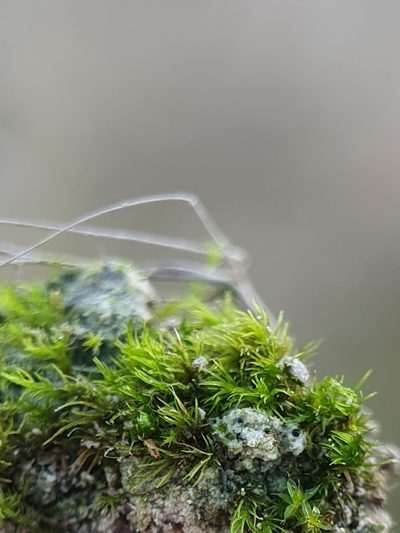 Calcidicranella varia, photographed by Jonathan Hughes