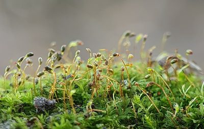 Fissidens incurvus, photographed by Jonathan Hughes