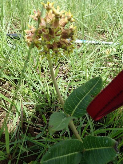 Asclepias macropus, photographed by Peter Warren
