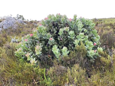 Protea grandiceps, photographed by Dave U