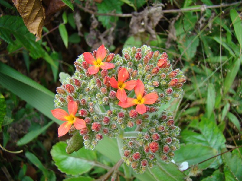 Kalanchoe lateritia, photographed by Jean-Paul Boerekamps