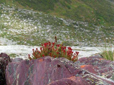 Rhodiola quadrifida, photographed by Алексей Логинов