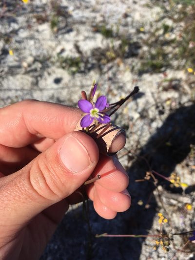 Heliophila adpressa, photographed by Henry Frye
