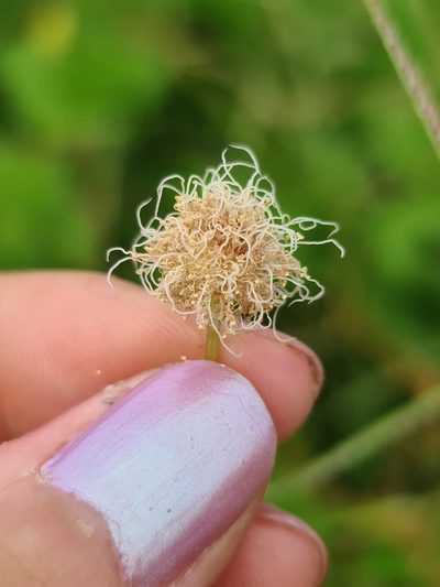 Mimosa velloziana, photographed by Sol Quipildor