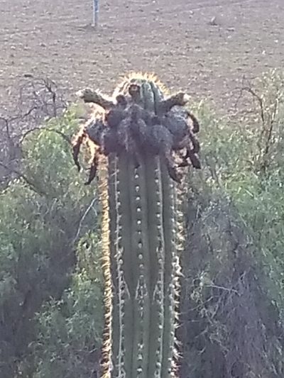 Trichocereus tacaquirensis, photographed by Naturalist Tours
