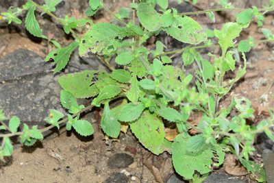 Blumea belangeriana, photographed by S.MORE