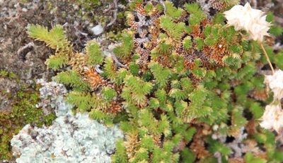 Selaginella eremophila, photographed by Millie Basden