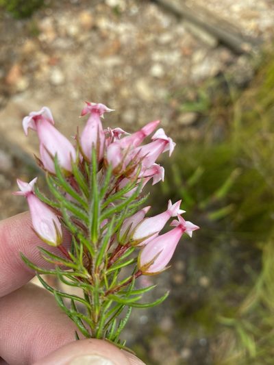 Erica ventricosa, photographed by Dave U