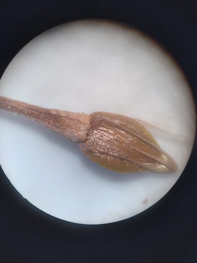 Rhynchospora careyana, photographed by Scott Ward