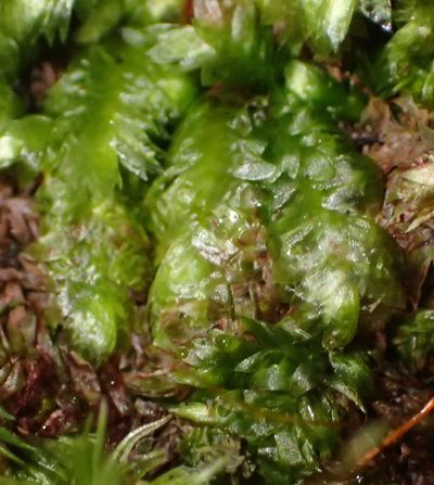 Thamniopsis utacamundiana, photographed by Nicola van Berkel