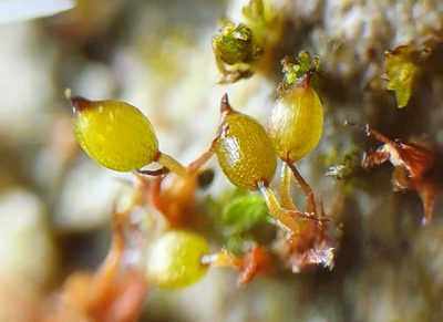 Microbryum curvicollum, photographed by Jonathan Hughes