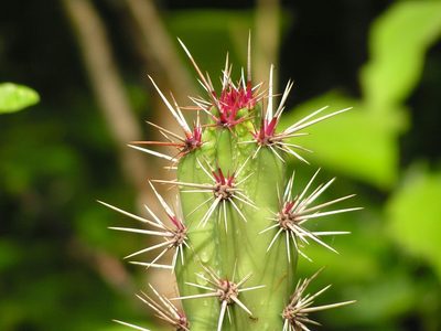 Stenocereus kerberi, photographed by Francisco Farriols Sarabia