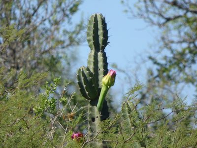 Cereus stenogonus, photographed by María Zeta