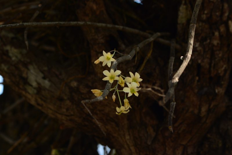 Dendrobium ovatum, photographed by S.MORE