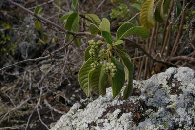 Tournefortia pubescens, photographed by Don Johnston