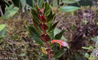 Columnea lepidocaula, photographed by lallen