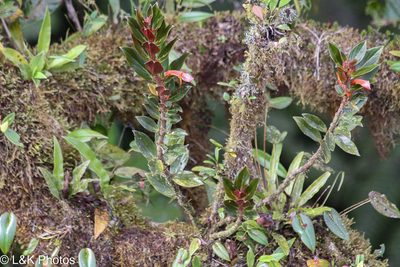 Columnea lepidocaula, photographed by lallen