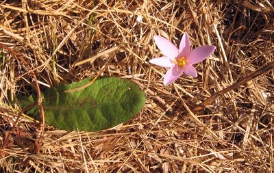 Colchicum alpinum, photographed by Luca Fornasari
