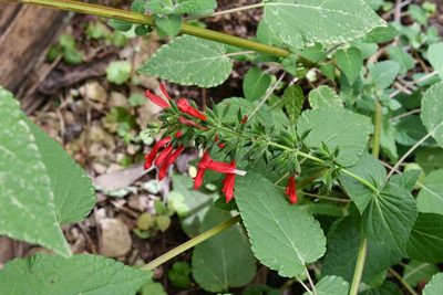 Salvia holwayi, photographed by Neptalí Ramírez Marcial