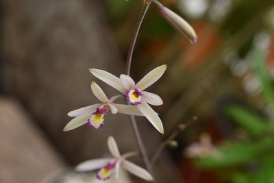 Bletia parkinsonii, photographed by Neptalí Ramírez Marcial