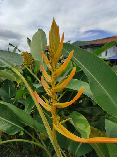 Heliconia lingulata, photographed by Eduardo A. Bolaños Vargas