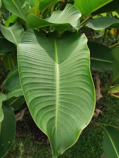 Heliconia lingulata, photographed by Eduardo A. Bolaños Vargas