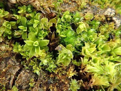 Syntrichia latifolia, photographed by Paul Cook