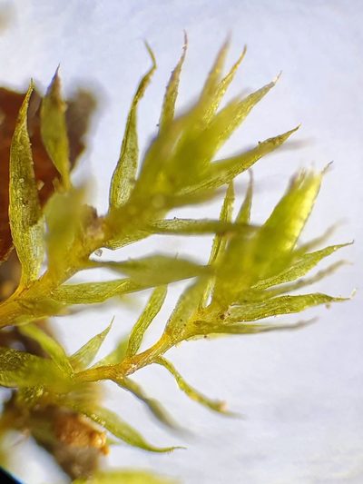 Pohlia melanodon, photographed by Jonathan Hughes