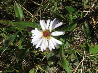 Symphyotrichum simmondsii, photographed by Ben Machado
