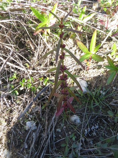 Ammannia latifolia, photographed by Ben Machado
