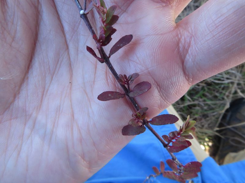 Euphorbia conferta, photographed by Ben Machado