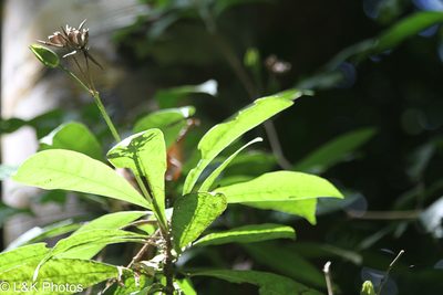 Erythrochiton gymnanthus, photographed by lallen