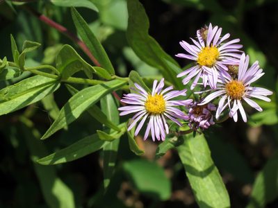 Eurybia integrifolia, photographed by Katja Schulz