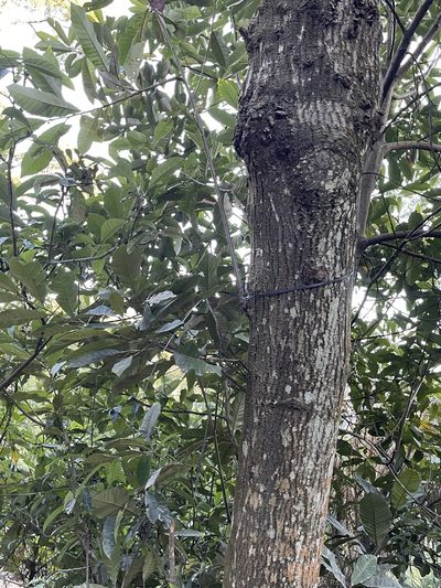 Castanopsis fissa, photographed by Yj