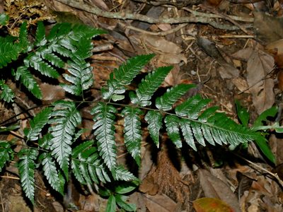 Dryopteris polita, photographed by Jacy Chen