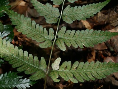 Dryopteris polita, photographed by Jacy Chen