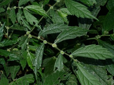 Elatostema lineolatum, photographed by Jacy Chen